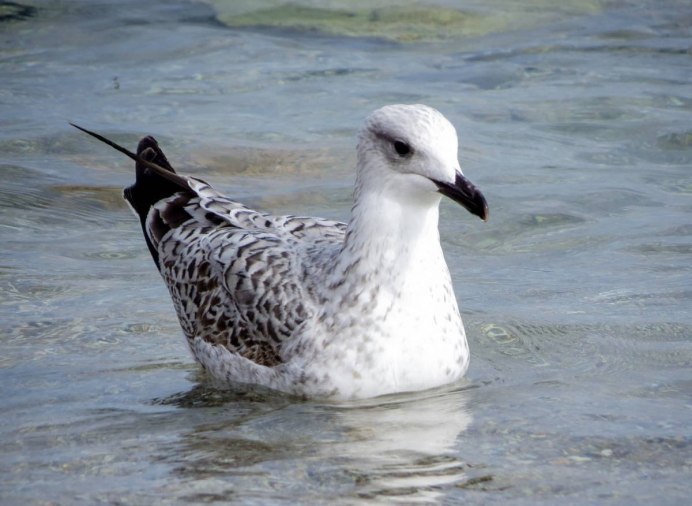 Чайка серая в крапинку