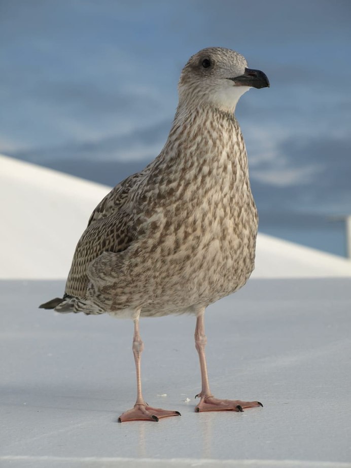 Larus smithsonianus
