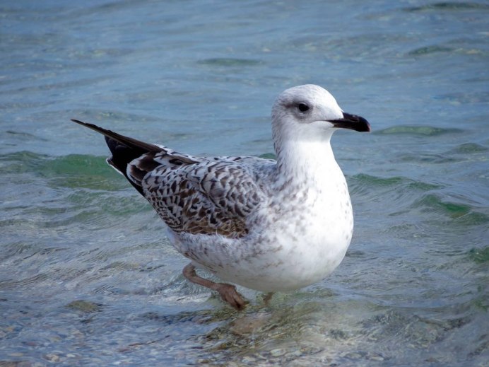 Пестрая Чайка фото