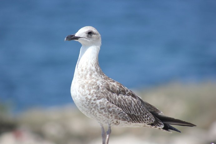 Чайка пятнистая Рябая