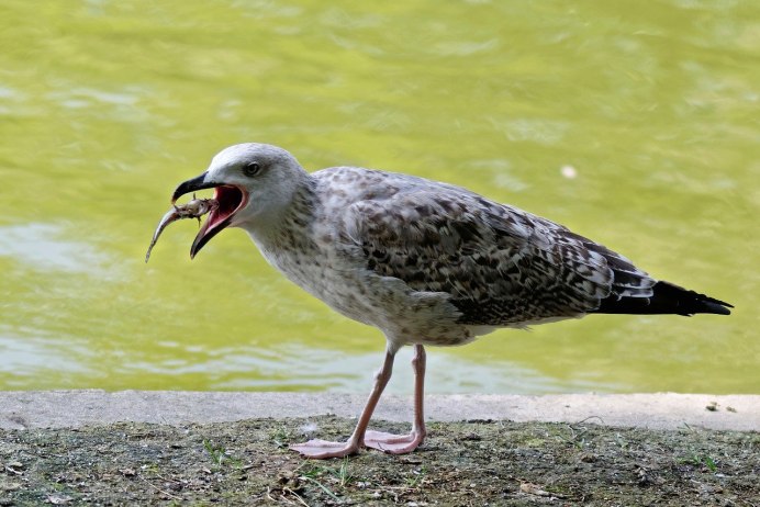 Птица с белыми точками