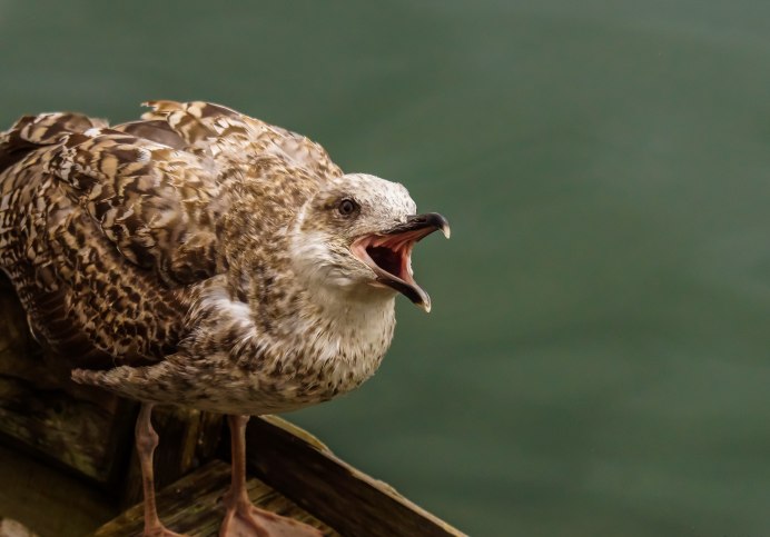 Баклан крапчатый