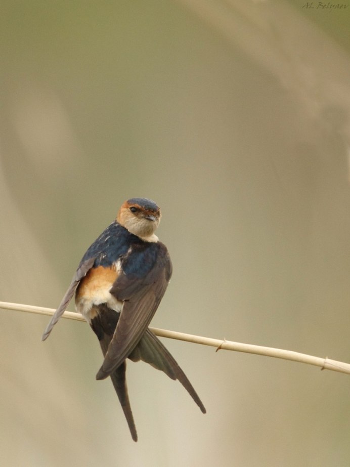 Hirundo daurica