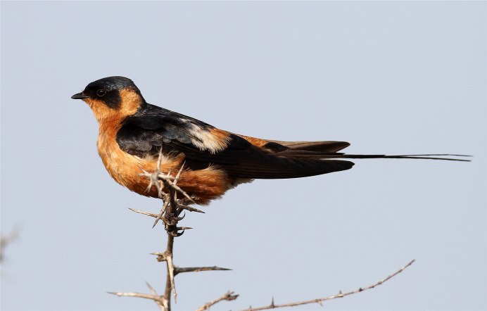 Ласточки Hirundo