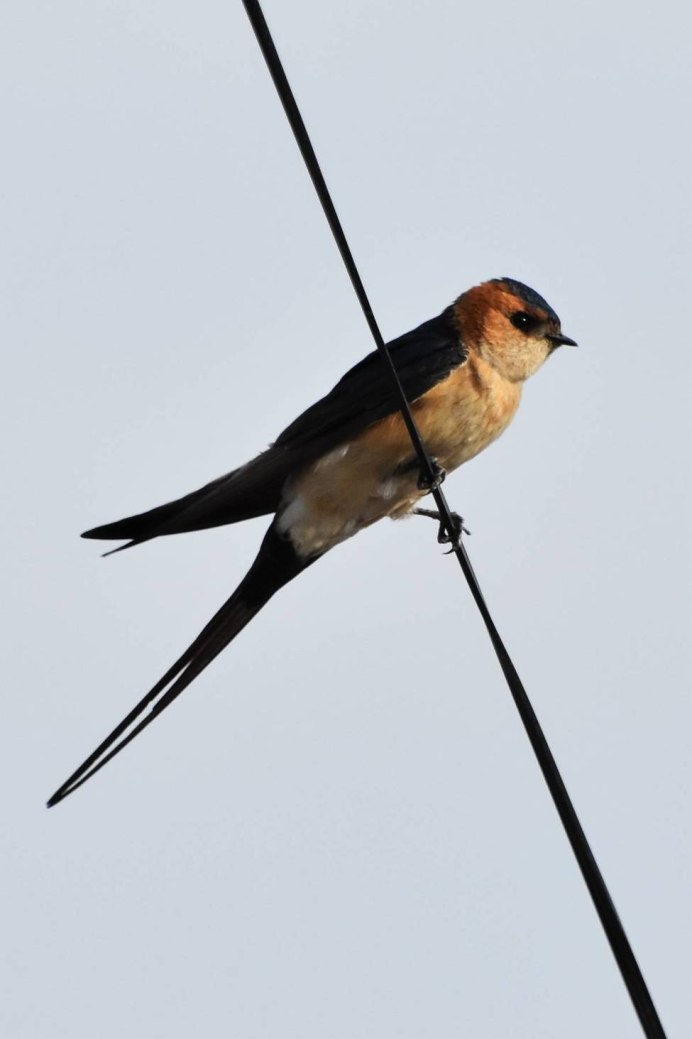 Cecropis daurica