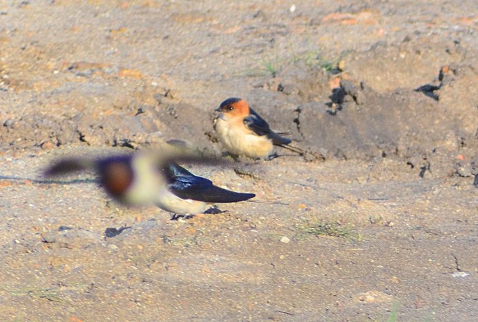 Hirundo domicola