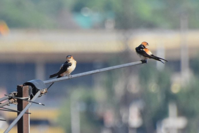 Expansograptus Hirundo
