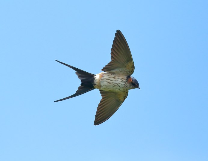 Cecropis semirufa