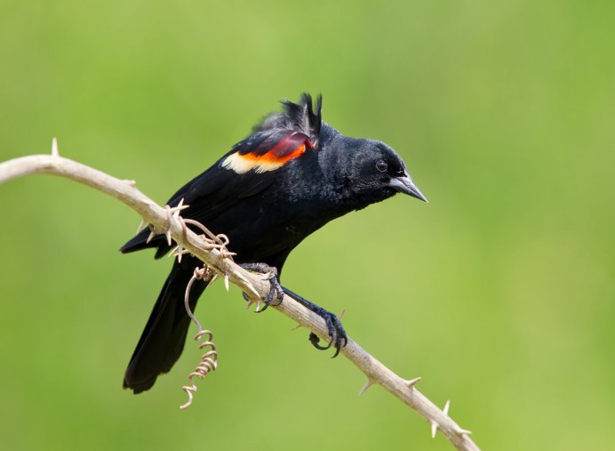 Scarlet-headed Blackbird