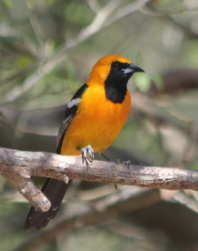 Red-Winged Blackbird