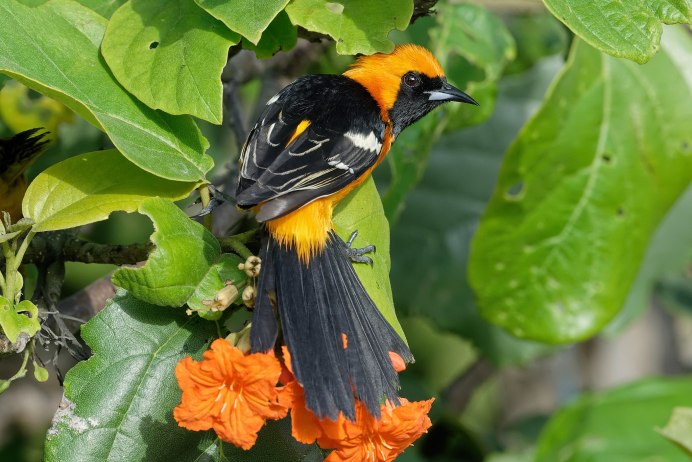 Red-Winged Blackbird