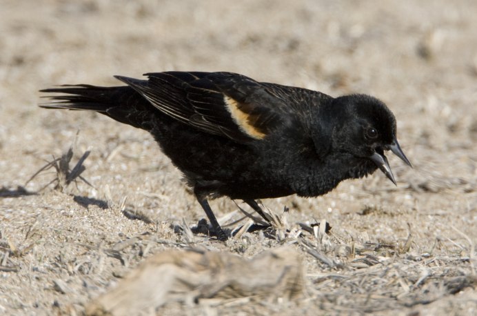 Red-Winged Blackbird