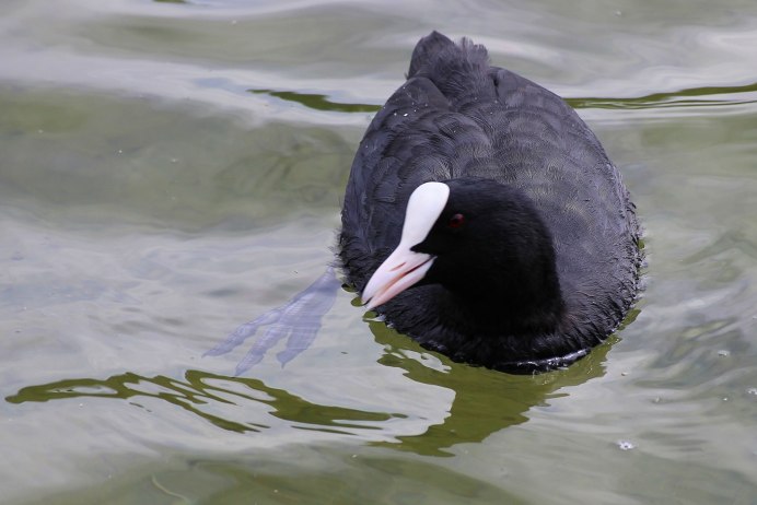 Лысуха (Fulica atra)