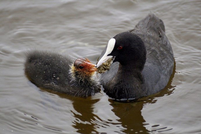 Лысуха (Fulica atra)