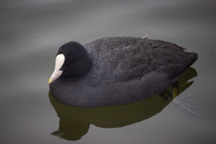 Fulica cristata