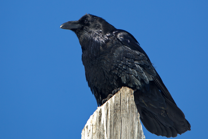 Corvus Corax птица