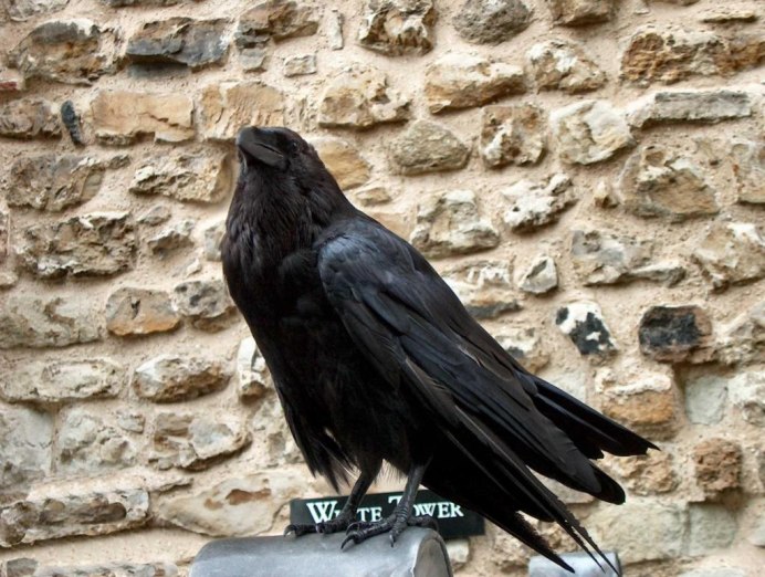 Corvus fuscicapillus