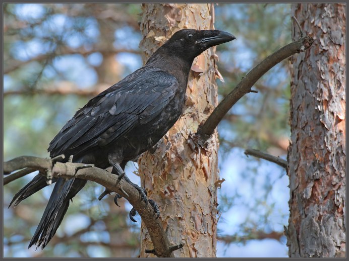 Корвус Коракс ворон