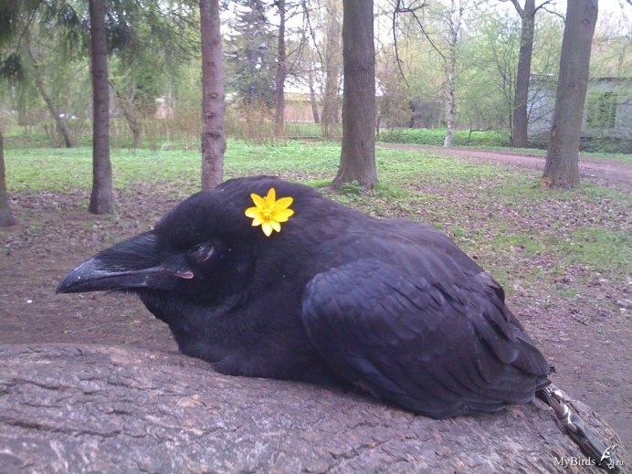 Ворона американская (Corvus brachyrhynchos)