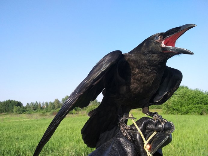 Гигантский ворон