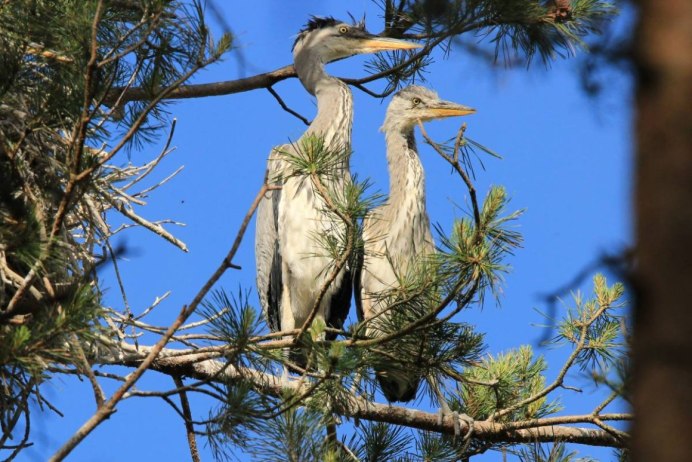Очковая Каравайка