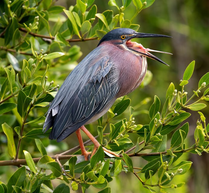 Серая цапля