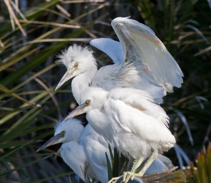 Жёлтая цапля / Ardeola ralloides / Squacco Heron