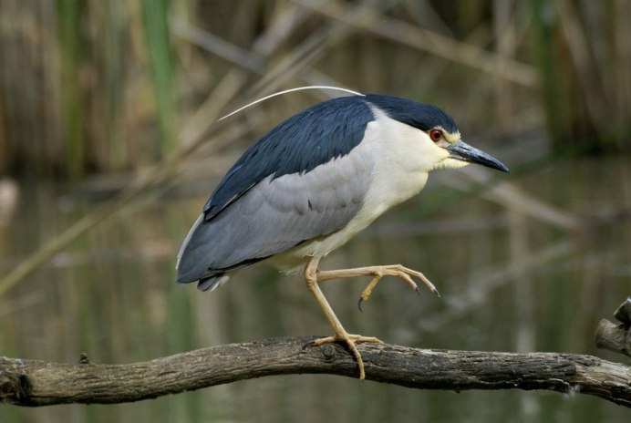 Cochlearius cochlearius