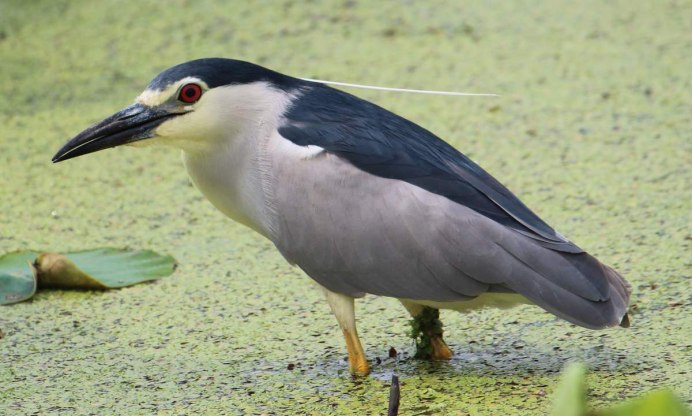 Белошейная цапля