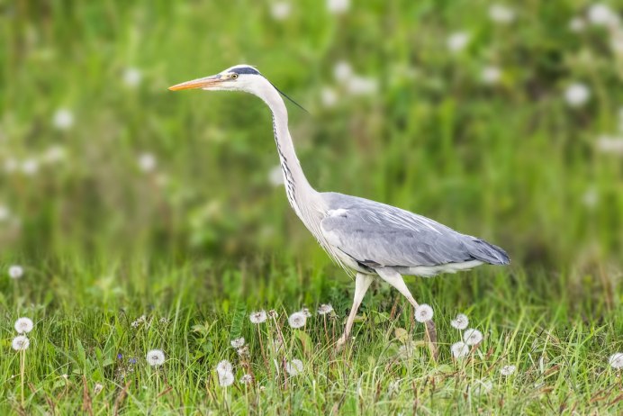 Китоглав птица