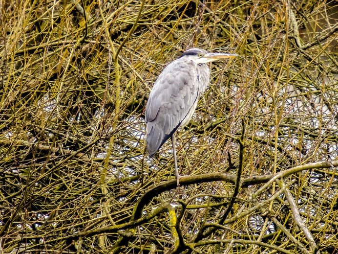 Каравайка птица