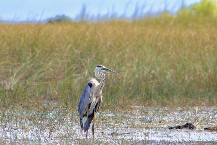 Great Blue Heron