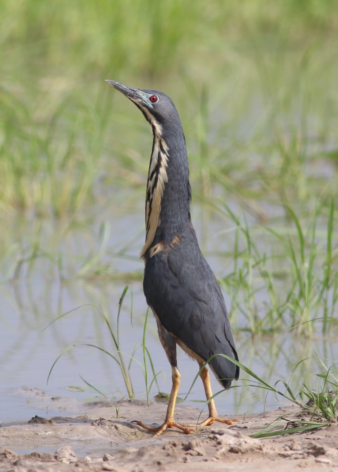 Австралийская якана птица