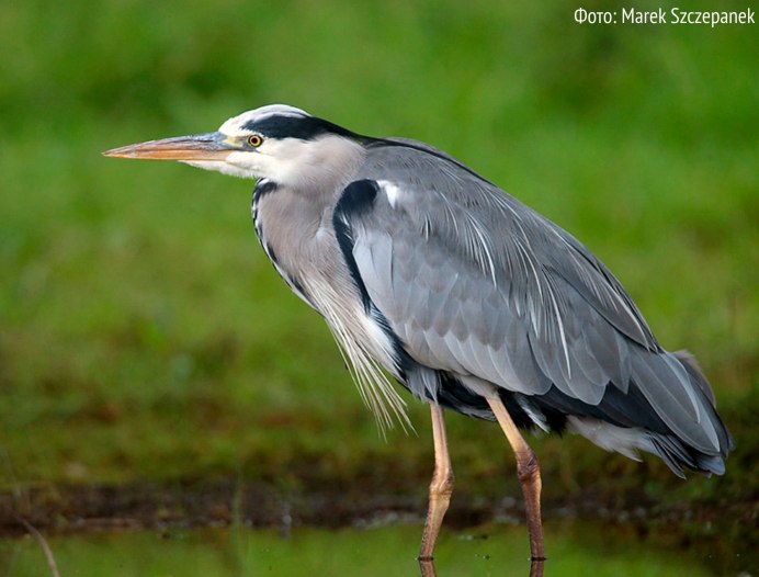 Птица Ardea cinerea