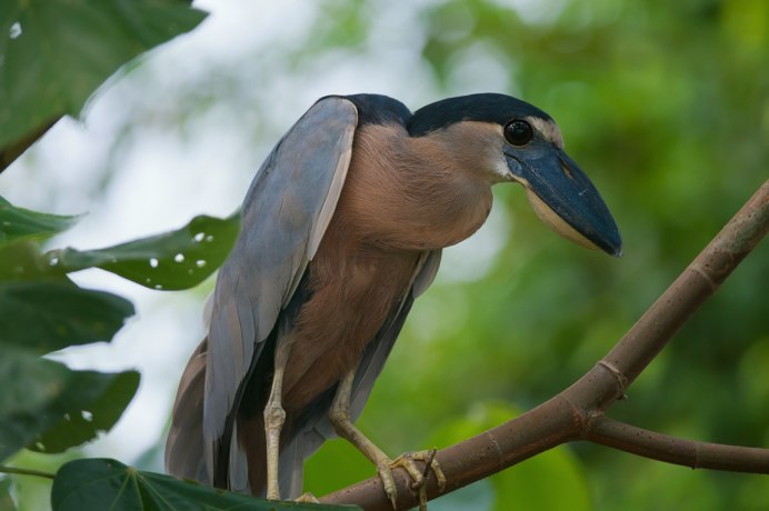 Цапля Херон