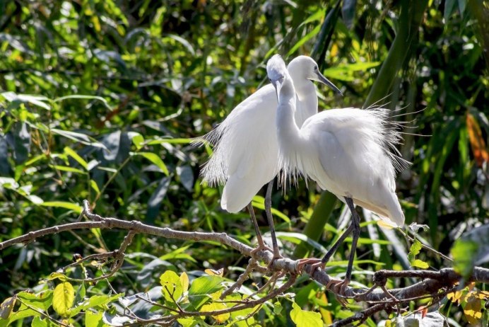 Цапля Аист семейство
