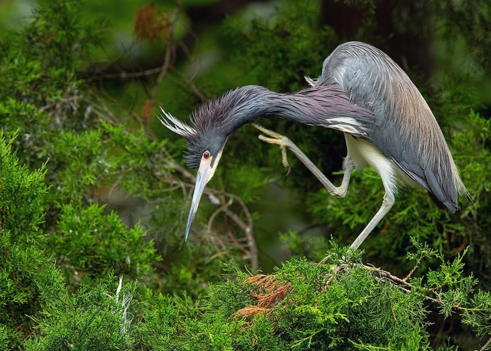 Серая цапля гнездо и птенцы