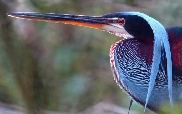 Серая цапля в Ленинградской