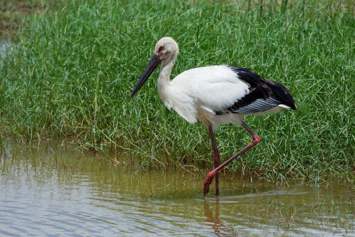 Тигровая выпь Южная Америка