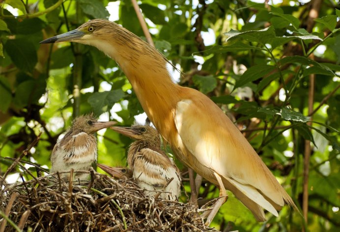 Колпица розовая с птенцами
