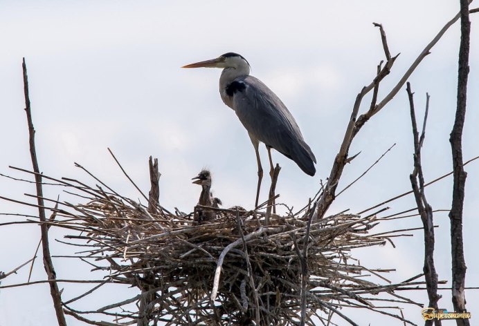 Дальневосточный белый Аист