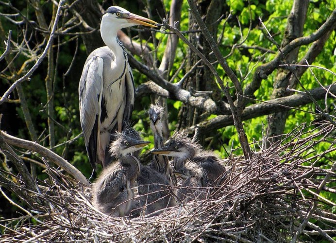 Птицы 90см водные