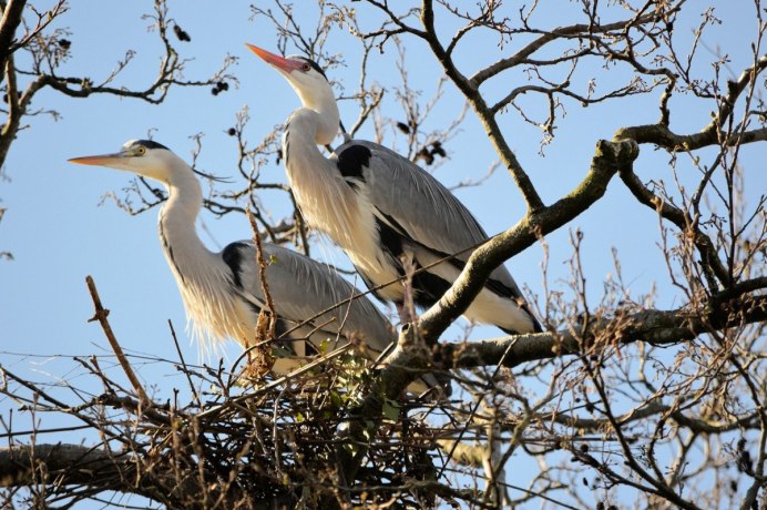 - Серая цапля- серая цапля