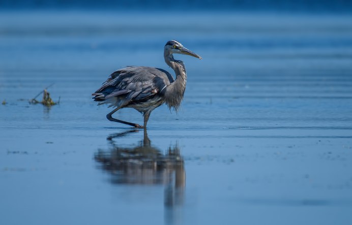 Белая цапля Флорида
