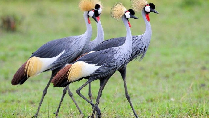 Кваква зелёная Болотная