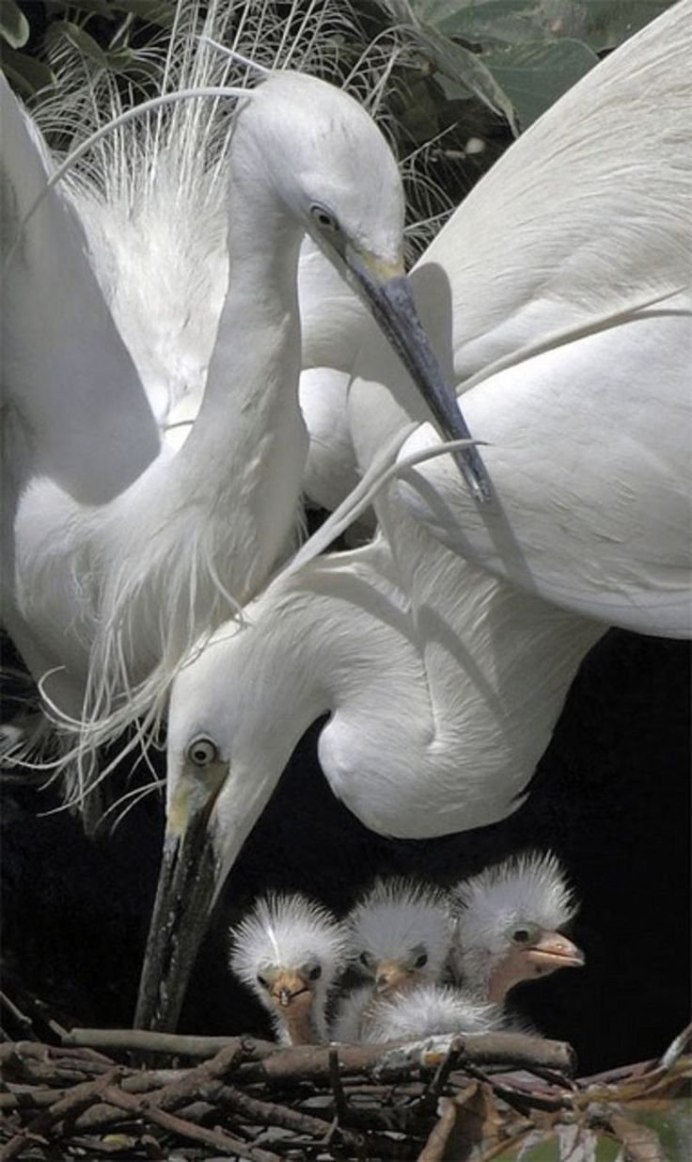 Egretta ardesiaca