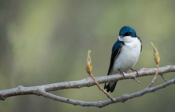 Hirundo 750