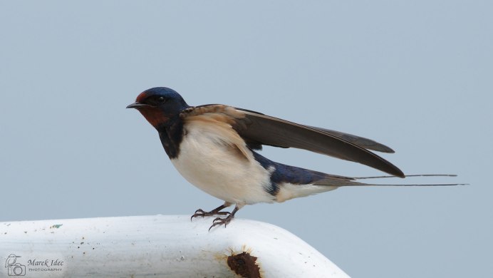 Ласточка городская (Delichon urbicum)