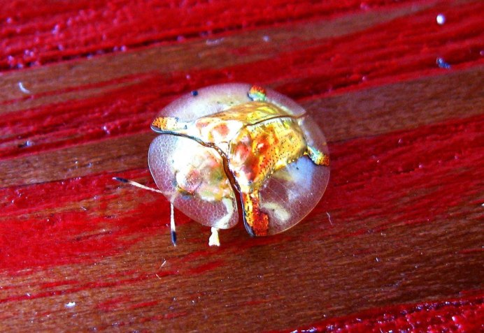Chrysina limbata