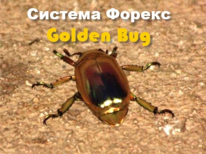 Золотой черепаховый Жук